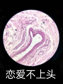 恋爱不上头