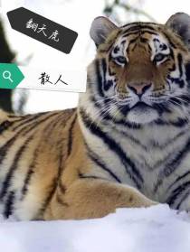 翻天虎